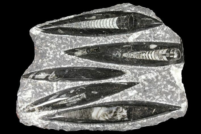 Polished Fossil Orthoceras (Cephalopod) Plate - Morocco #127709